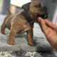 American Bully