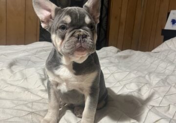 Male french bulldog