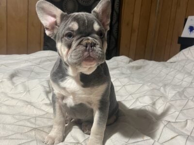Male french bulldog