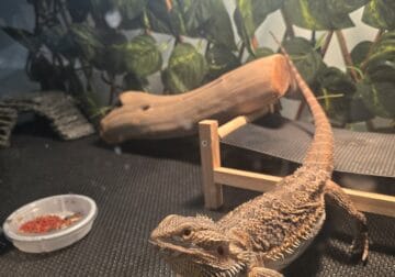 Bearded Dragon and supplies