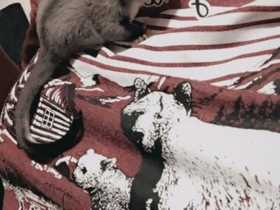 Sugar Glider with whole set up or just the glider