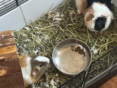 Guinea Pigs