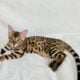 Bengal male