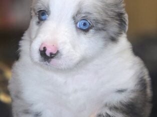 🐶✨ Miniature Australian Shepherd Puppies