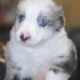 🐶✨ Miniature Australian Shepherd Puppies