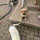 Retriever Mastiff/ Great Pyrenees puppies