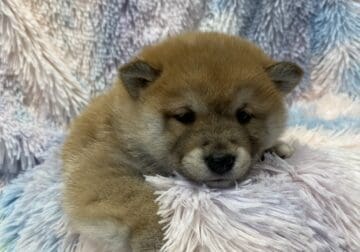 Shiba Inu Puppies