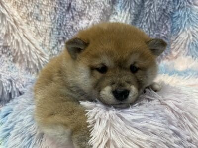 Shiba Inu Puppies