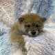 Shiba Inu Puppies