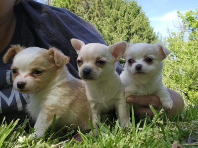 QUALITY CHIHUAHUA PUPS LOOKING FOR PET HOMES ONLY