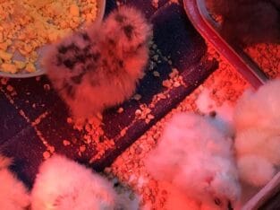 Show quality Silky and Polish chicks