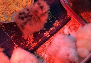 Show quality Silky and Polish chicks
