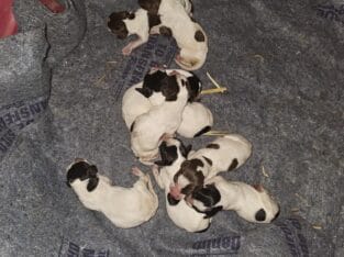 German shorthaired pointer