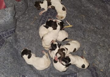 German shorthaired pointer