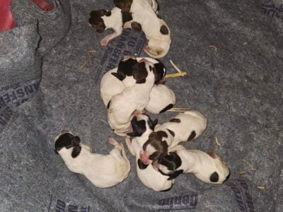 German shorthaired pointer