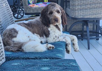 Newfypoo female 2 year’s old