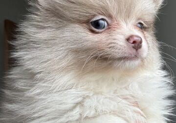 Pomeranian