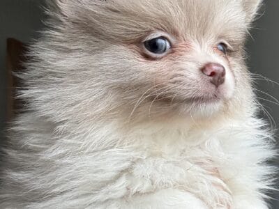 Pomeranian