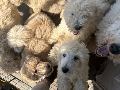 Poodle puppies for sale