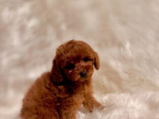 Poodle male red toy