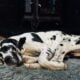 Akc great dane almost 1