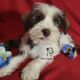 Miniature Schnauzer Boy Puppy