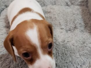 Mini-Dachshund CKC Ezri I’m the Last One