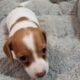 Mini-Dachshund CKC Ezri I’m the Last One