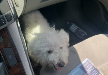 White poodle 🐩 puppy