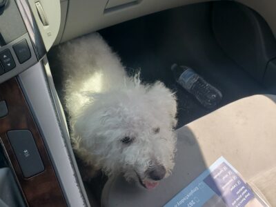 White poodle 🐩 puppy