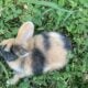 Harlequin Rabbit in Ohio