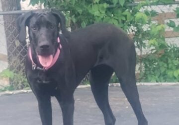 Great dane
