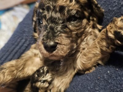 Aussiedoodle puppies ready 6/21