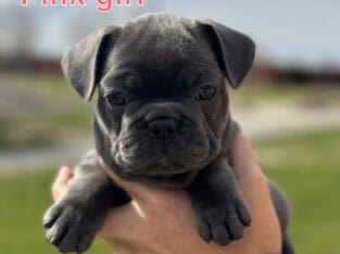 French Bulldog Female Blue Brindle