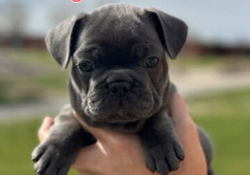 French Bulldog Puppies