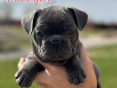 French Bulldog Female Blue Brindle