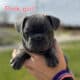 French Bulldog Female Blue Brindle