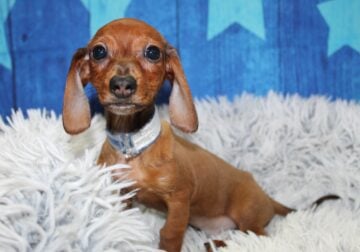 Mini Dachshunds