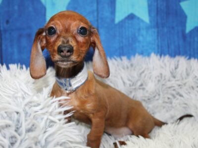 Mini Dachshunds