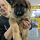 Chicago German Shepherd. Old Fashion Type!!!
