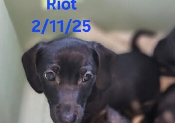Chiweenie Puppies