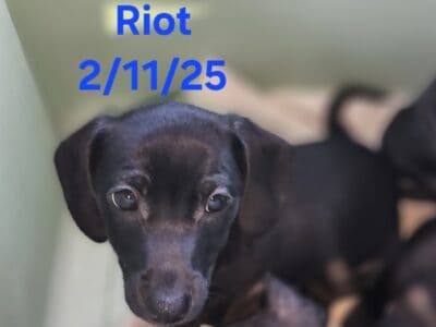 Chiweenie Puppies