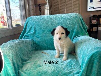 Mini Pomskydoodle puppies – Blue eyes – in Ohio