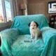 Mini Pomskydoodle puppies – Blue eyes – in Ohio