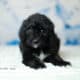 Bernedoodles -May
