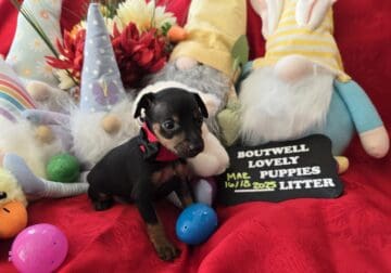 Miniature Pinscher Puppy9, (Mauldin, SC)