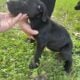 Great Dane puppies