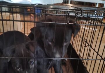 Babies puppies