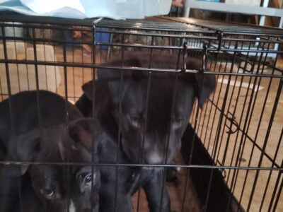 Babies puppies