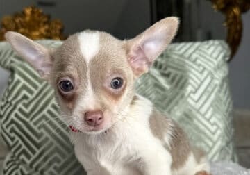 Chihuahua Boy Puppy (Atlas)